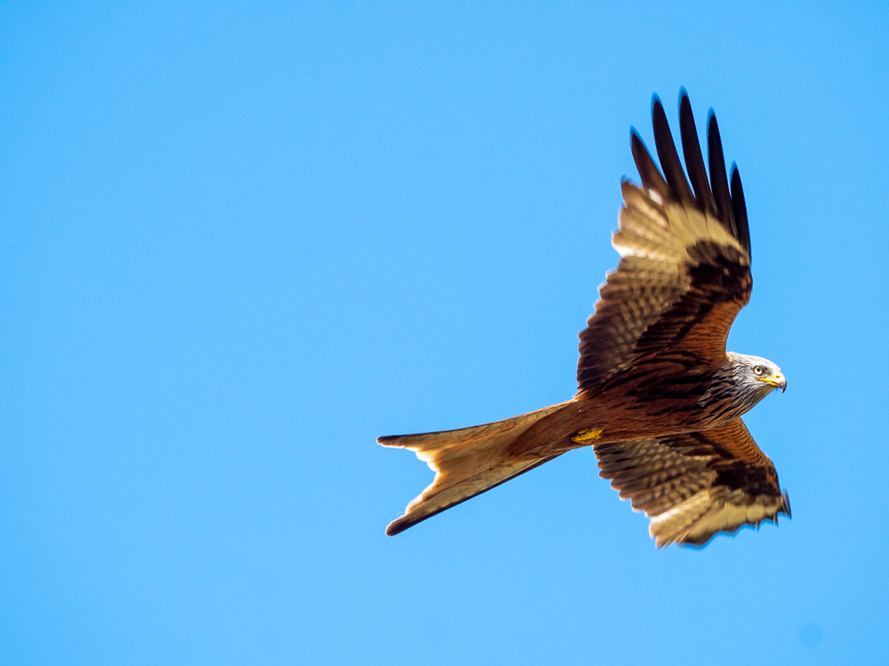 A Red Kite (the bird of prey), airborne