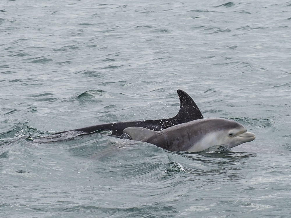 A young Bottlenose Dolphin and (probably) its Mum, Farne Islands