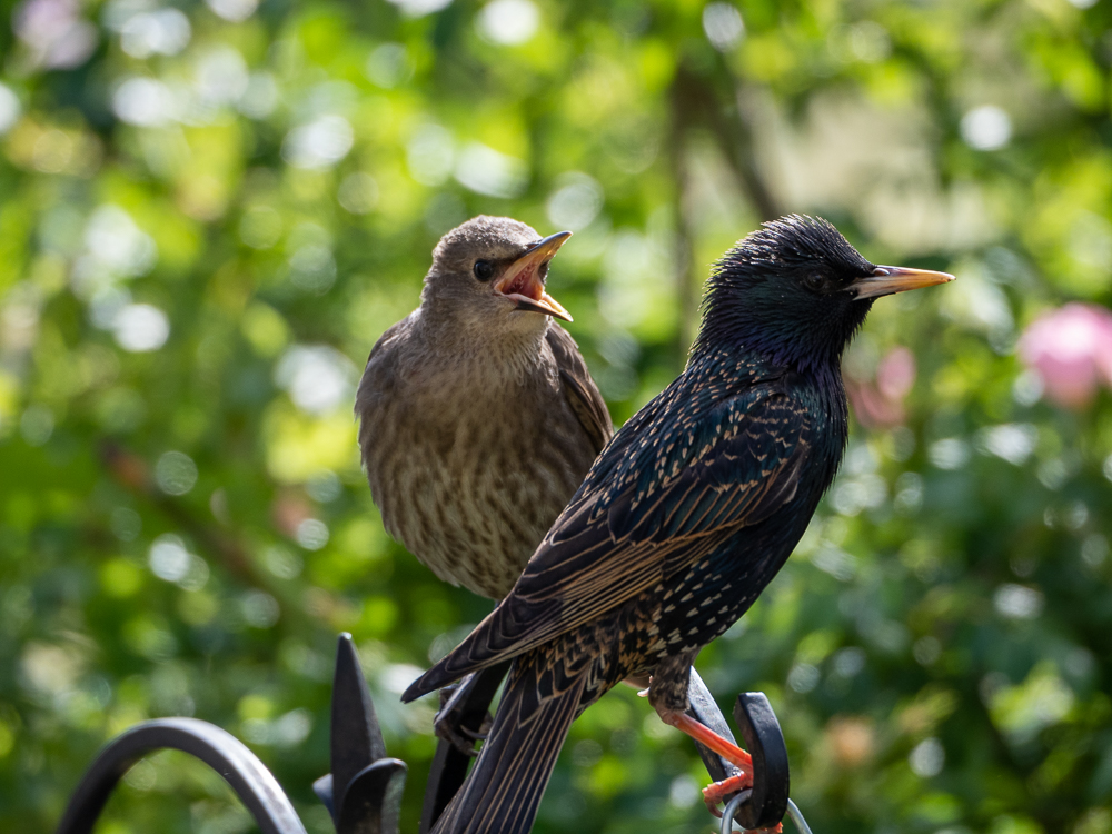 A baby starling shouting FEED ME at its patient Mummy